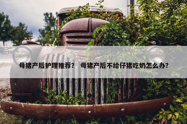 母猪产后护理推荐？ 母猪产后不给仔猪吃奶怎么办？