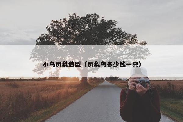 小鸟凤梨造型（凤梨鸟多少钱一只）