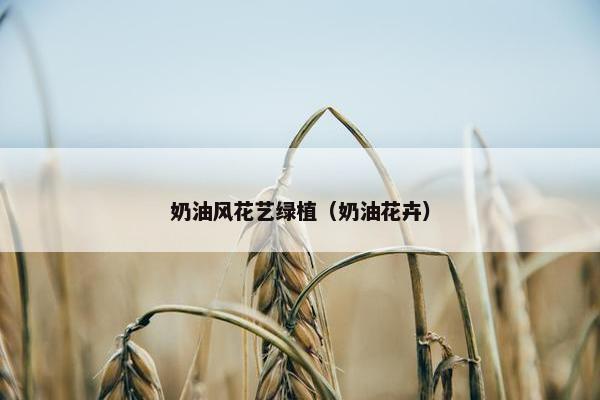 奶油风花艺绿植（奶油花卉）