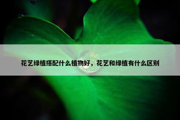 花艺绿植搭配什么植物好，花艺和绿植有什么区别