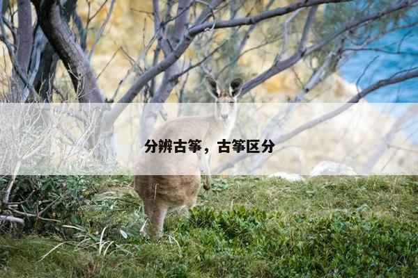 分辨古筝，古筝区分