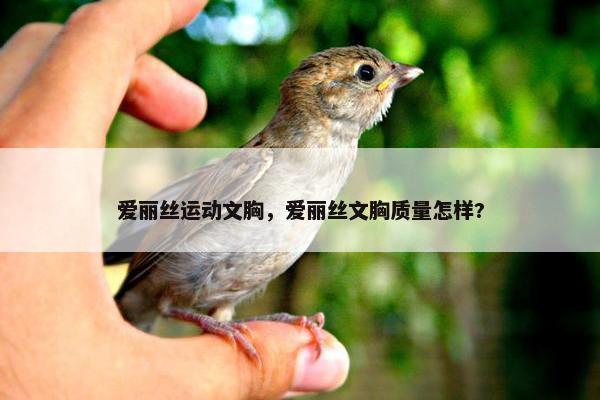 爱丽丝运动文胸，爱丽丝文胸质量怎样?