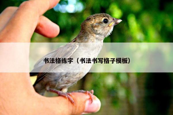 书法格练字（书法书写格子模板）