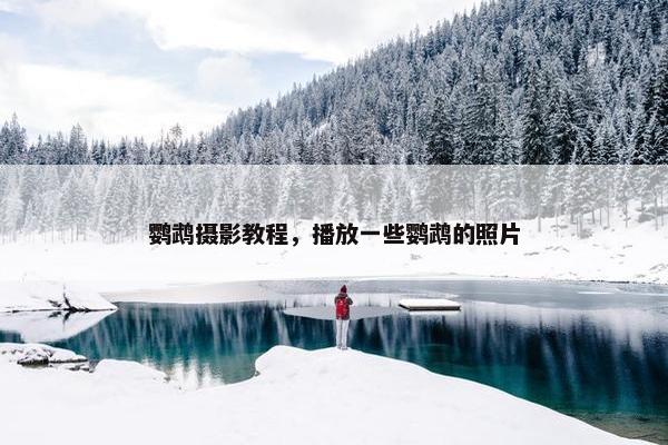 鹦鹉摄影教程，播放一些鹦鹉的照片