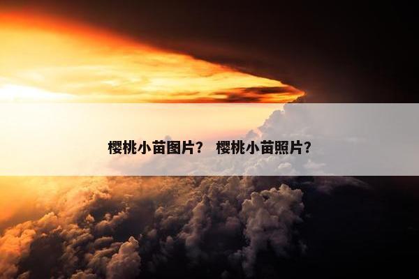 樱桃小苗图片？ 樱桃小苗照片？