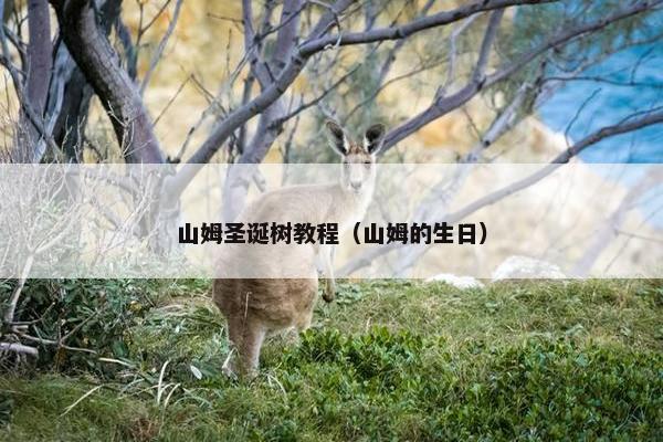 山姆圣诞树教程（山姆的生日）