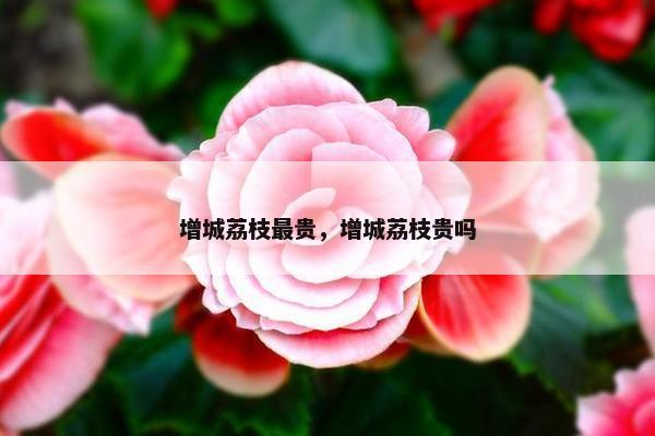 增城荔枝最贵，增城荔枝贵吗