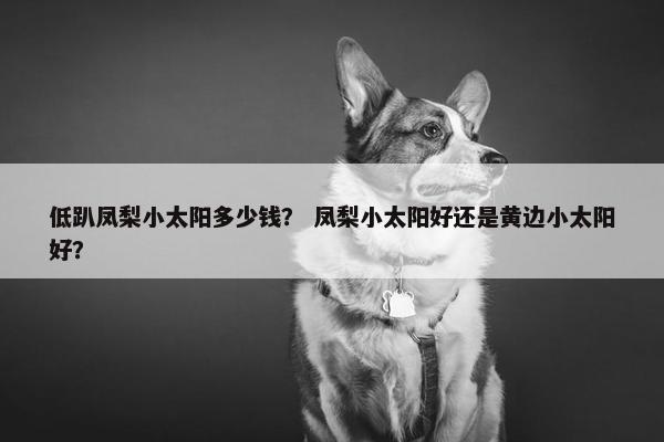 低趴凤梨小太阳多少钱？ 凤梨小太阳好还是黄边小太阳好？